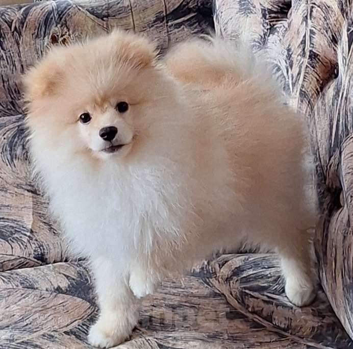 Собаки в Ангарске: Мальчик Мальчик, 28 000 руб. - фото 1