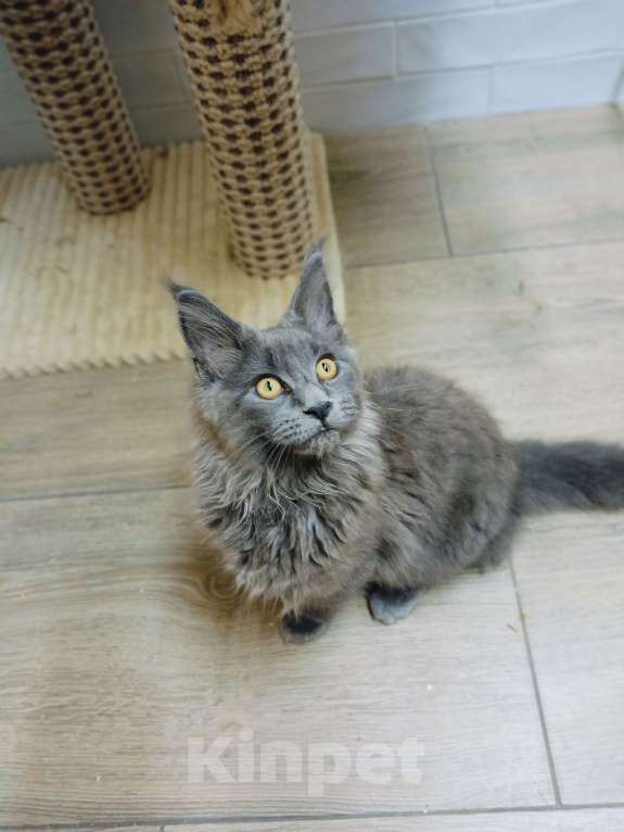 Кошки в Краснодаре: Кошечка мейн-кун Девочка, 30 000 руб. - фото 2