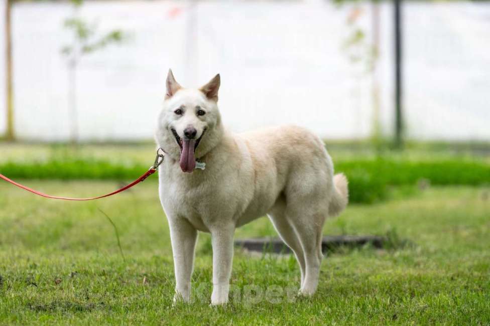 Собаки в Балашихе: Самый лучший компаньон. Белка.  Девочка, Бесплатно - фото 6
