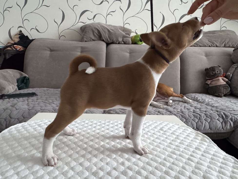 Собаки в Ангарске: Щенки басенджи Девочка, 65 000 руб. - фото 1