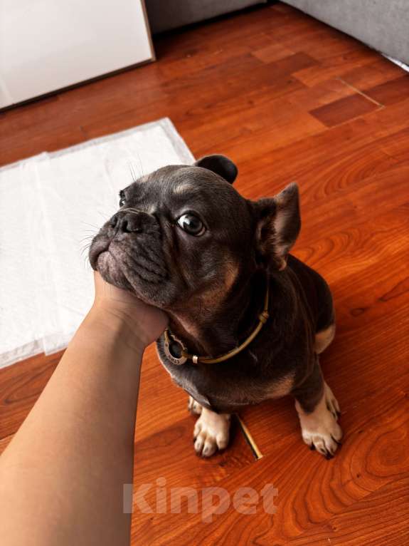 Собаки в Кореновске: Продаю щенка  Мальчик, 40 000 руб. - фото 4