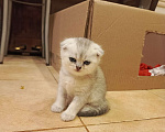 Кошки в Москве: Шотландский вислоухий короткошёрстный котёнок Девочка, 10 000 руб. - фото 6