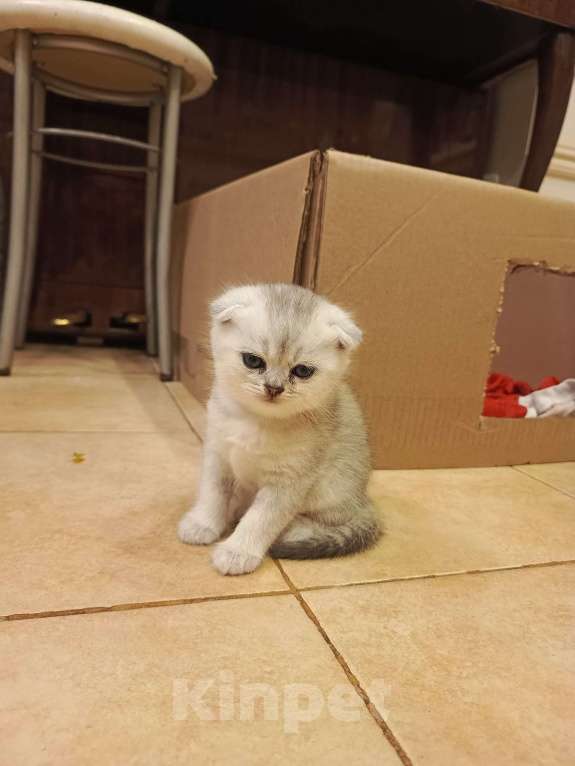 Кошки в Москве: Шотландский вислоухий короткошёрстный котёнок Девочка, 10 000 руб. - фото 6