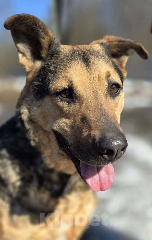 Собаки в Королеве: Очаровательный красавец Дилан разыскивает своего человека! Мальчик, Бесплатно - фото 9