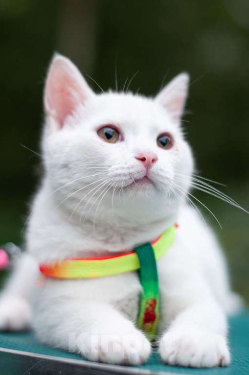 Кошки в Ногинске: Кот Дагестанской родословной ищет постоянную прописку Мальчик, Бесплатно - фото 6