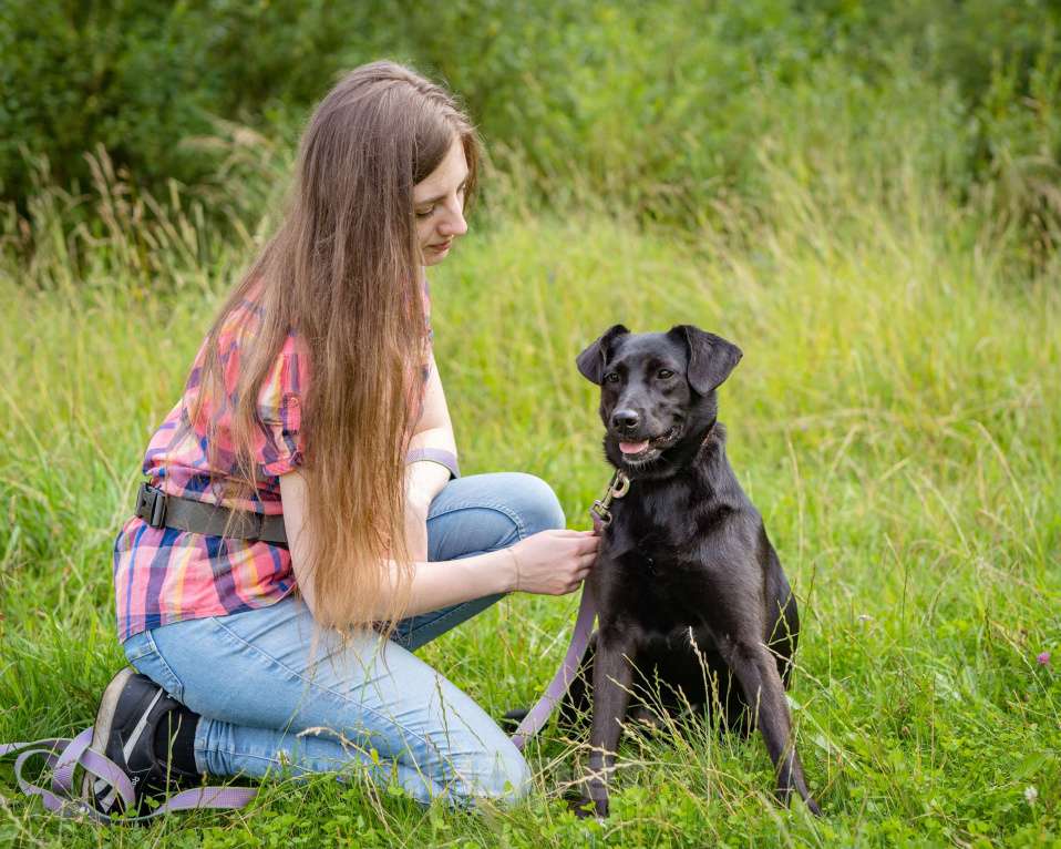 Собаки в Москве: Девочка в добрые руки Девочка, Бесплатно - фото 6