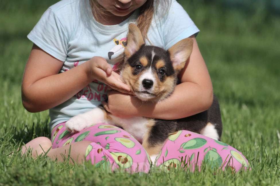 Собаки в Москве: Вельш корги кардиган-девочка Девочка, 50 000 руб. - фото 6