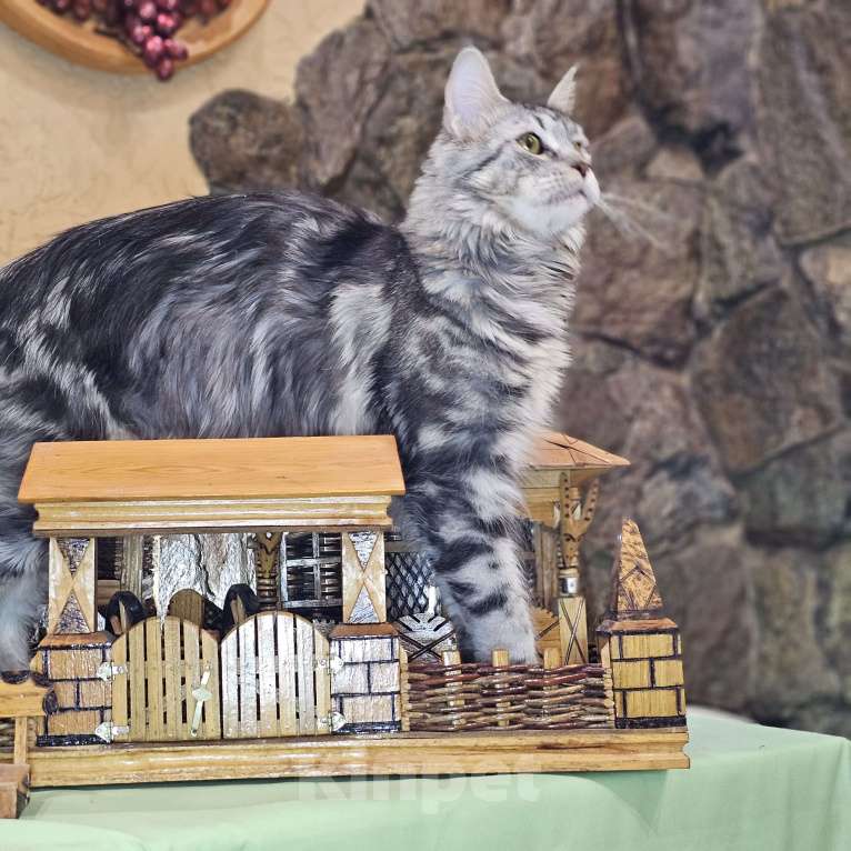 Кошки в Кисловодске: Питомник AnElKron, продажа котят Мальчик, 80 000 руб. - фото 6