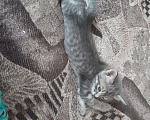 Кошки в Новосибирске: Отдам котёнка в добрые руки Мальчик, 15 руб. - фото 2