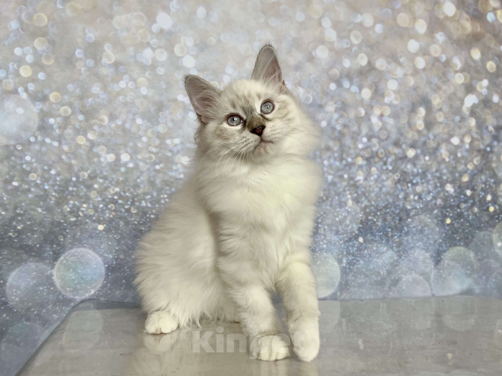 Кошки в других городах Московской области: Rokki of Rufus Vallis Мальчик, 50 000 руб. - фото 2