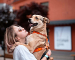 Собаки в Москве: Поцелуйчик каждый день  Мальчик, 1 руб. - фото 3