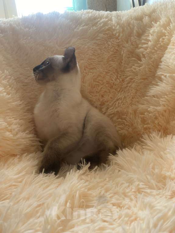 Кошки в Балашихе: Американский керл Мальчик, 20 000 руб. - фото 2