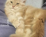 Кошки в Кемерово: Котик Мейн-кун Мальчик, 40 000 руб. - фото 6
