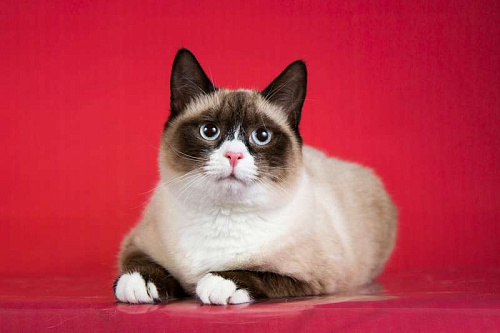 Объявление: Шикарный молодой кот Эльф в добрые руки, 1 руб., Москва