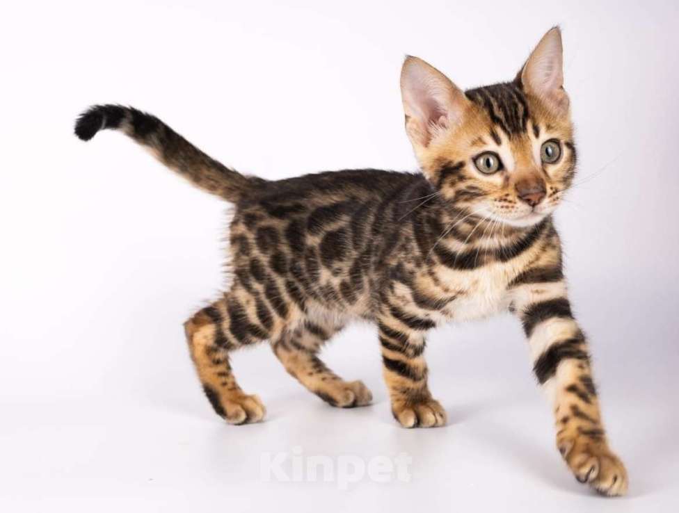 Кошки в Москве: Бенгальские котята  Мальчик, 25 000 руб. - фото 2