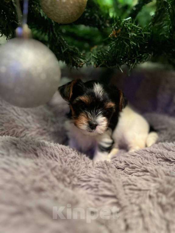 Собаки в Вологде: Очень красивая девочка бивер терьер  Девочка, 120 000 руб. - фото 7