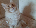 Кошки в Оленегорске: Мейн-кун кот, 25 000 руб. - фото 5