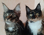 Кошки в Оленегорске: Мейн-кун, 15 000 руб. - фото 2