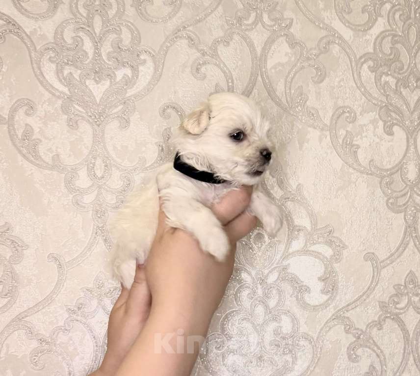 Собаки в Алексине: Щенки мальтезе/мальтийская болонка Разнополые, 80 000 руб. - фото 3