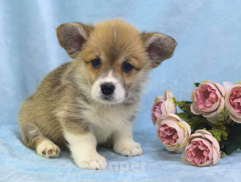 Собаки в Москве: Девочка вельш корги пемброк Куцехвостая Девочка, 60 000 руб. - фото 1