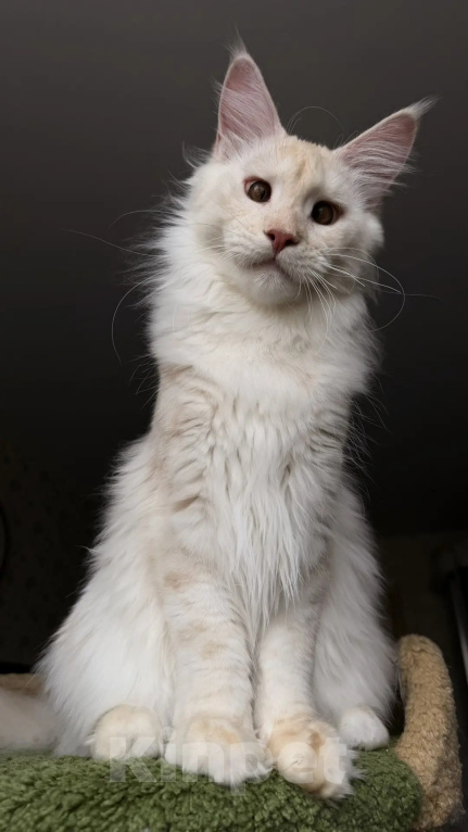 Кошки в Краснодаре: Котята Мейн-кун Разнополые, 30 000 руб. - фото 6