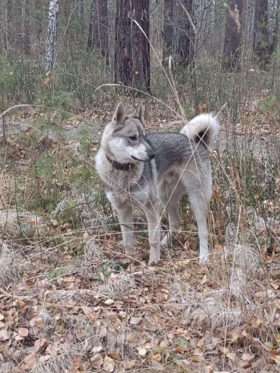 Собаки в Тюмени: Отдам в хорошие руки Мальчик, Бесплатно - фото 2