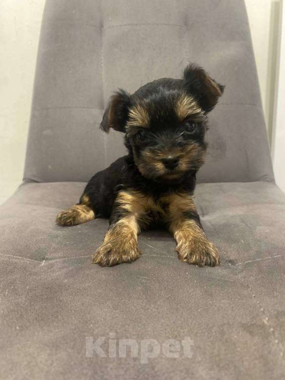 Собаки в Пензе: Йоркширский терьер Мальчик, 18 000 руб. - фото 1