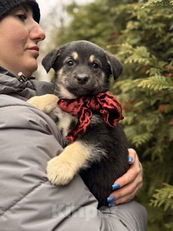 Собаки в Москве: Нежная Пуговка 2 мес в дар! Подарите дом ребенку на Новый Год! Девочка, Бесплатно - фото 2