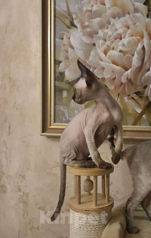 Кошки в Москве: голубоглазые котята девон-рекс Мальчик, 65 000 руб. - фото 4