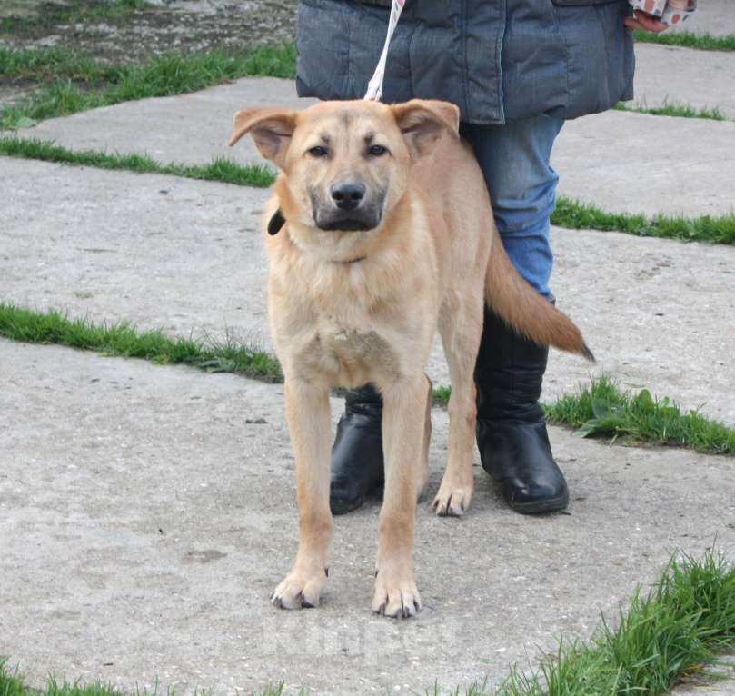 Собаки в Москве: Умный, жизнерадостный, добрый подросток Рэм в поисках своей родной семьи  Мальчик, Бесплатно - фото 6
