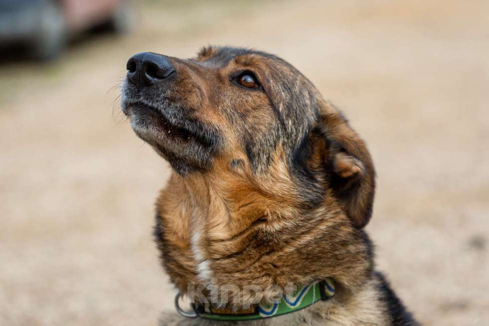 Собаки в Москве: Валик Мальчик, Бесплатно - фото 19