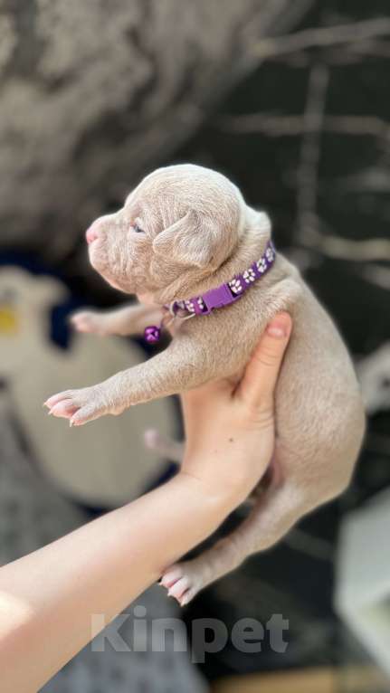 Собаки в Санкт-Петербурге: Мальчик пирожок Мальчик, 40 000 руб. - фото 3