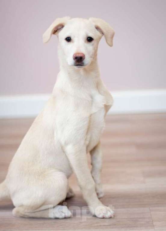 Собаки в Москве: Щенки от аусси и лабрадора в добрые руки Девочка, Бесплатно - фото 6