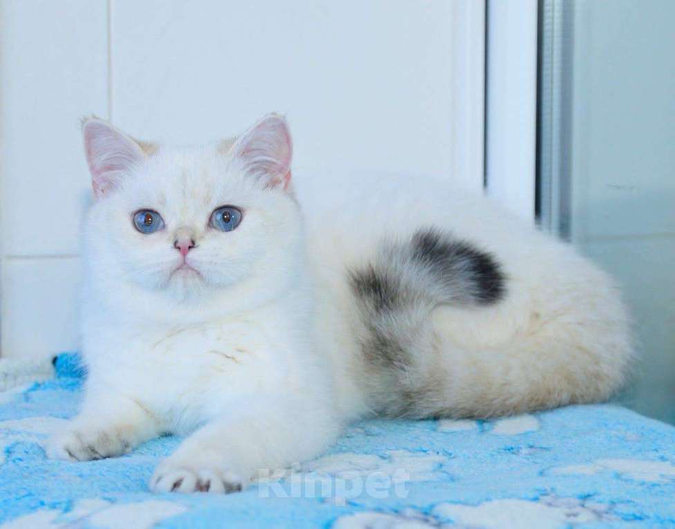 Кошки в Рыбинске: Британская короткошерстная 10 мес шиншилла поинт  Девочка, 20 000 руб. - фото 2