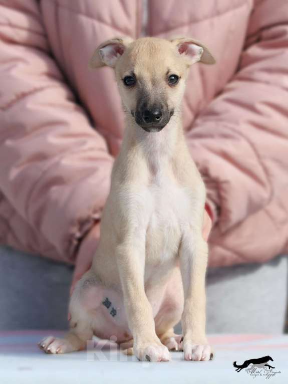 Собаки в Москве: Палевый уиппет Мальчик, 40 000 руб. - фото 1