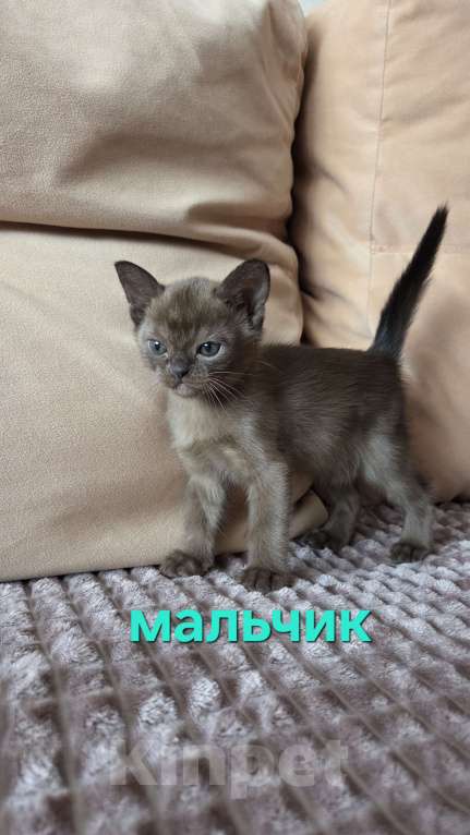 Кошки в других городах Ленинградской области: Бурманские котята Разнополые, 35 000 руб. - фото 3