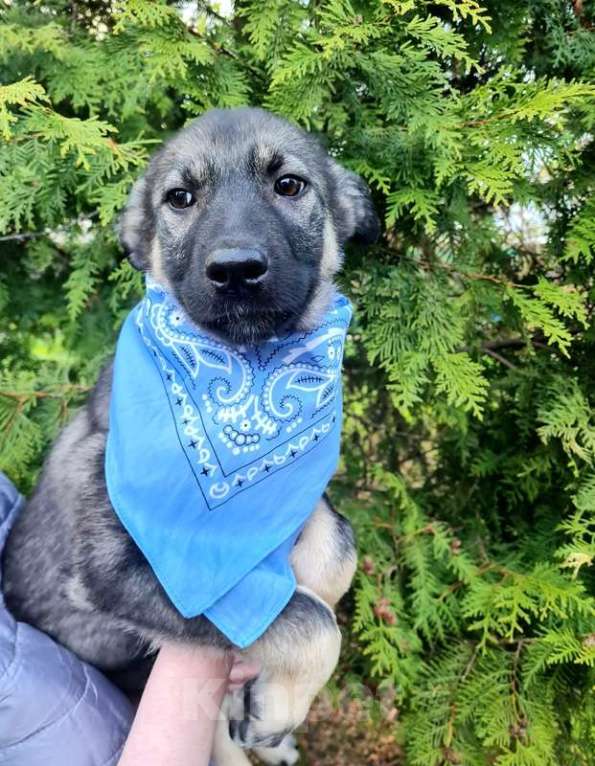 Собаки в Москве: Щенки овчарки в добрые руки Мальчик, Бесплатно - фото 8