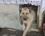 Собаки в Волгограде: Ищем добрые ручки для скромной девочки Девочка, 1 руб. - фото 3
