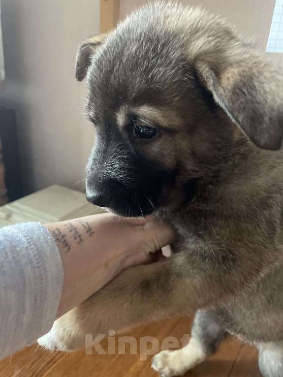 Собаки в Челябинске: Авва Девочка, Бесплатно - фото 3