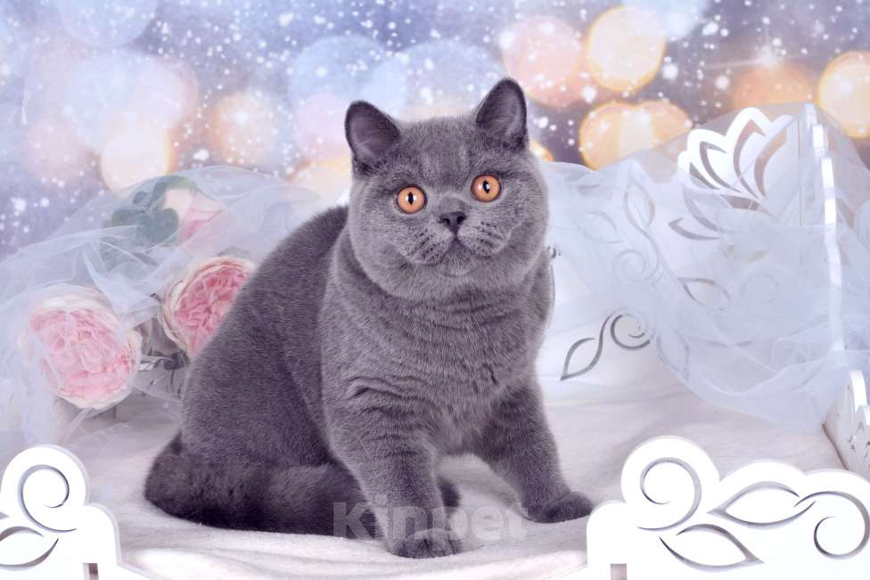 Кошки в Санкт-Петербурге: Британский котик классического голубого окраса Мальчик, 60 000 руб. - фото 5