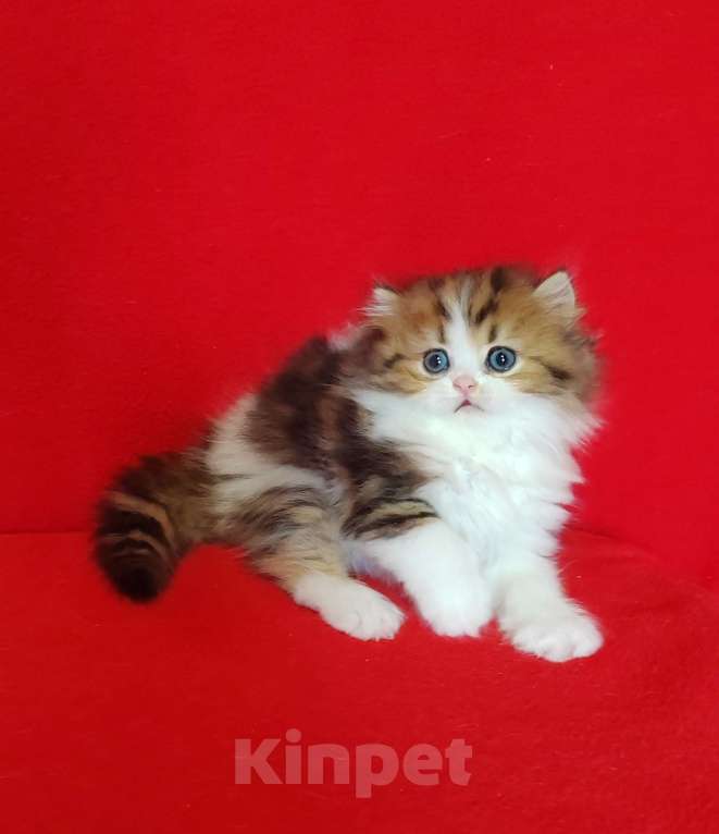 Кошки в Москве: Кошечка хайленд мрамор на золоте биколор Девочка, 25 000 руб. - фото 7