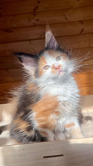 Девочка ранее бронирование