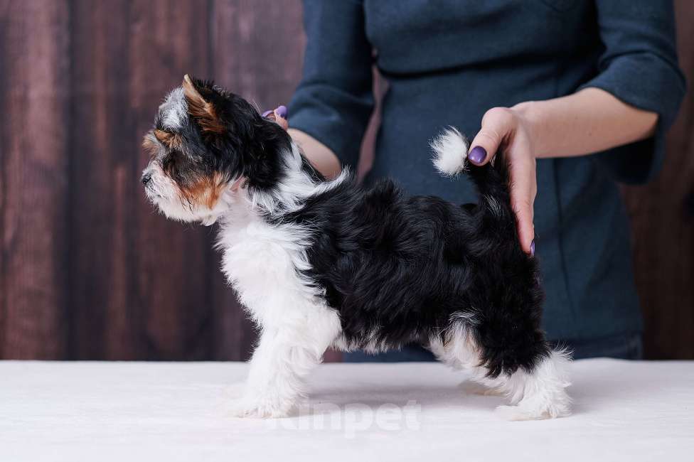 Собаки в Челябинске: Бивер терьер сука Девочка, Бесплатно - фото 1