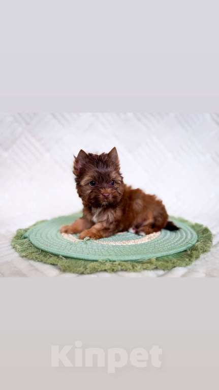 Собаки в Москве: Кукольный мальчик мини, беби фейс  Мальчик, 70 000 руб. - фото 3