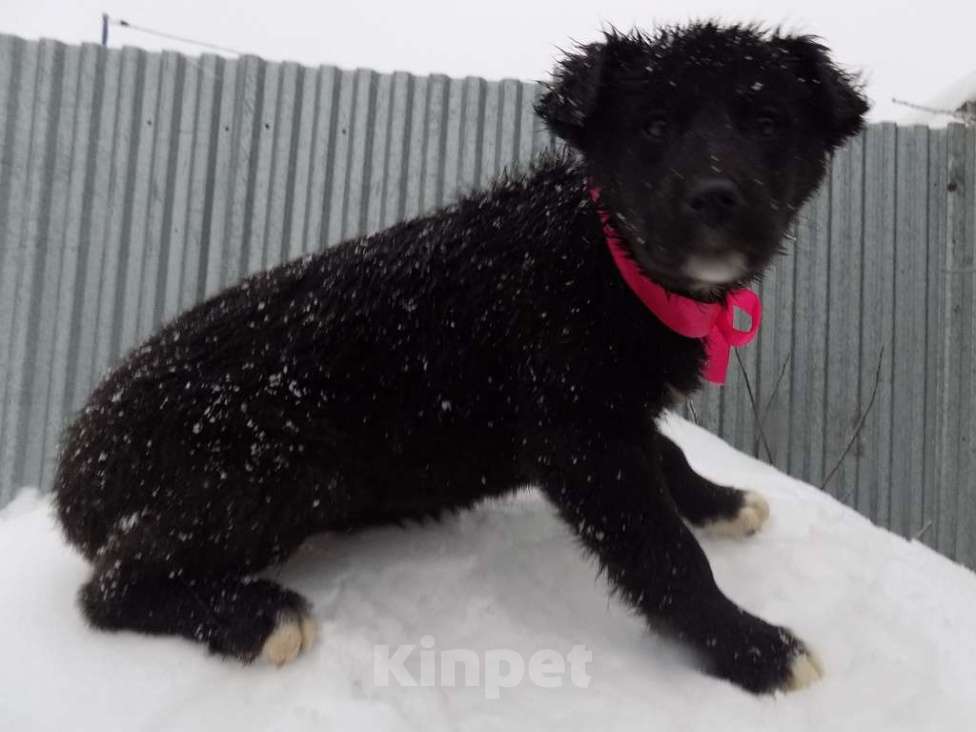 Собаки в Москве: Щенки лабрадор-ретривер, девочки mix Девочка, 15 000 руб. - фото 1