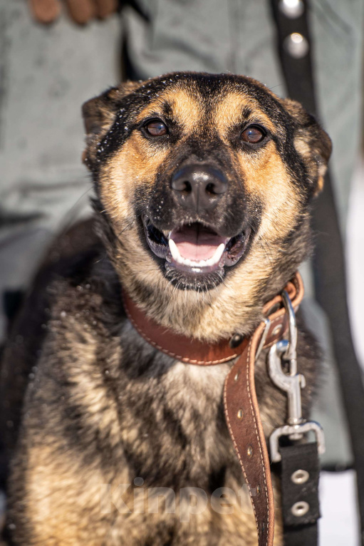 Собаки в Клине: Доня — собачка с добрым нравом Девочка, Бесплатно - фото 6