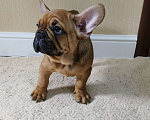 Собаки в Белореченске: Французский бульдог Мальчик, Бесплатно - фото 5