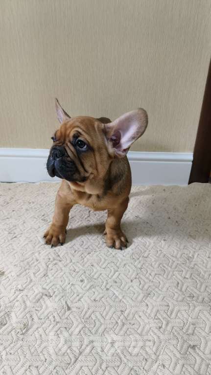 Собаки в Белореченске: Французский бульдог Мальчик, Бесплатно - фото 5