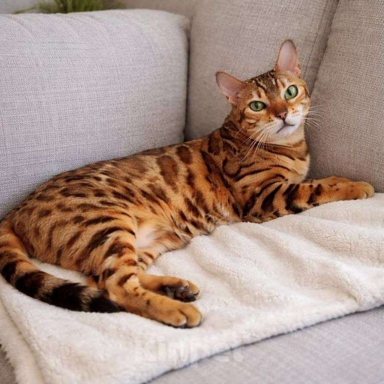 Кошки в Люберцах: Чистокровная бенгалка Мальта ищет свою семью Девочка, Бесплатно - фото 2