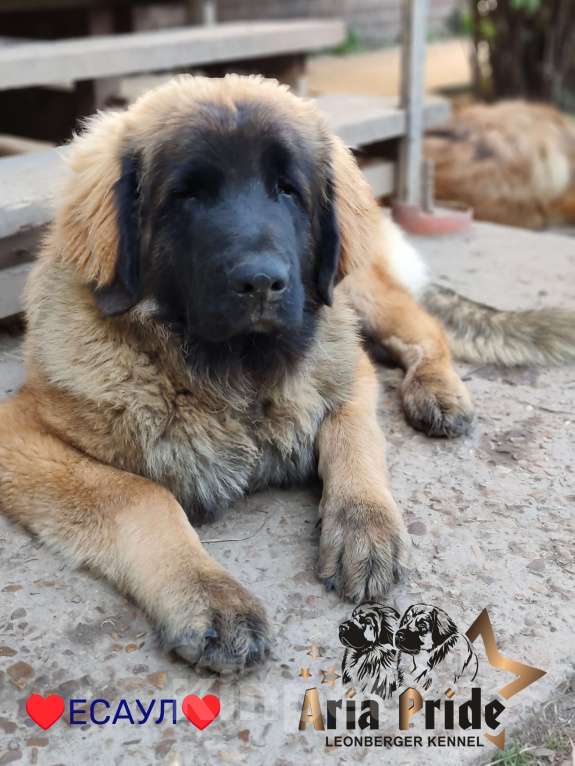 Собаки в других городах Московской области: Ария Прайд Есаул Мальчик, 140 000 руб. - фото 2